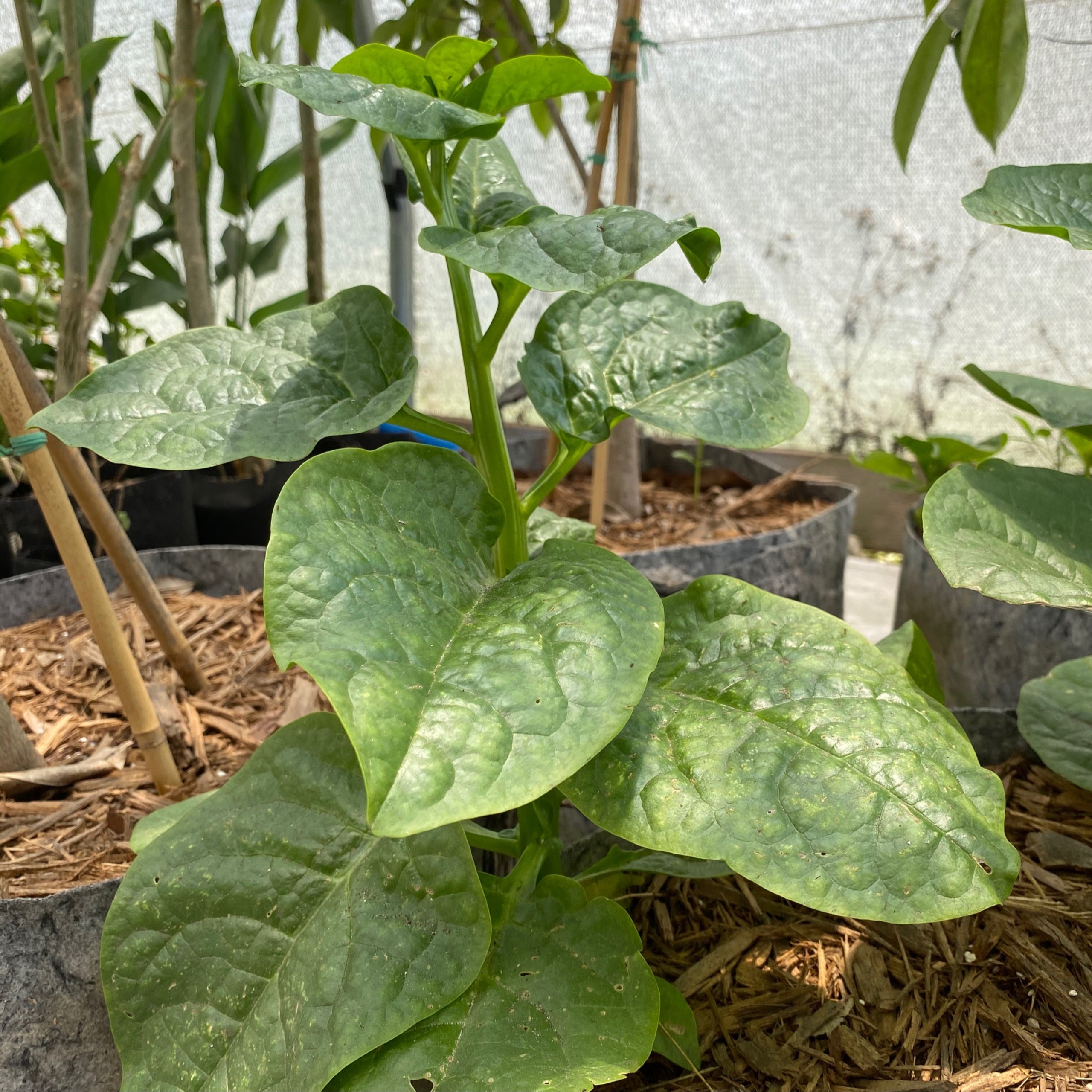 Callaloo Guyana Tree Amigos Growers