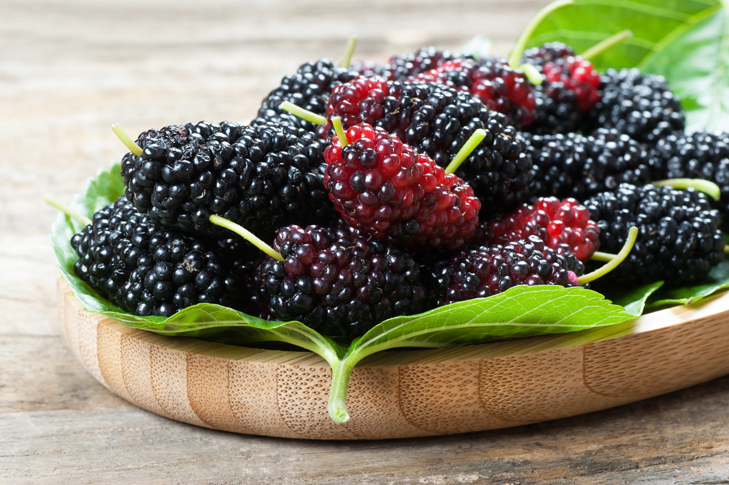 Mulberry - Mojo Berry® | Tree Amigos Growers