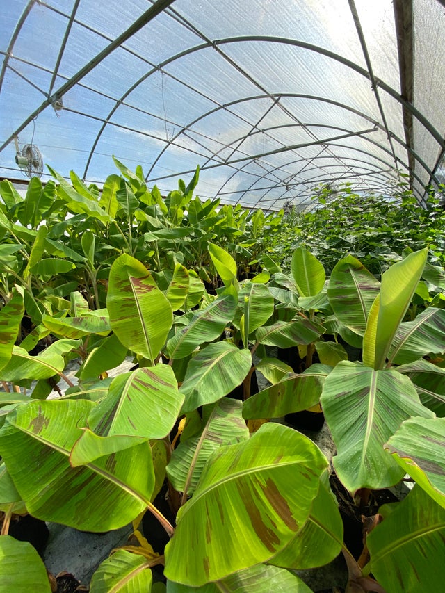 All Available Plants Tree Amigos Growers