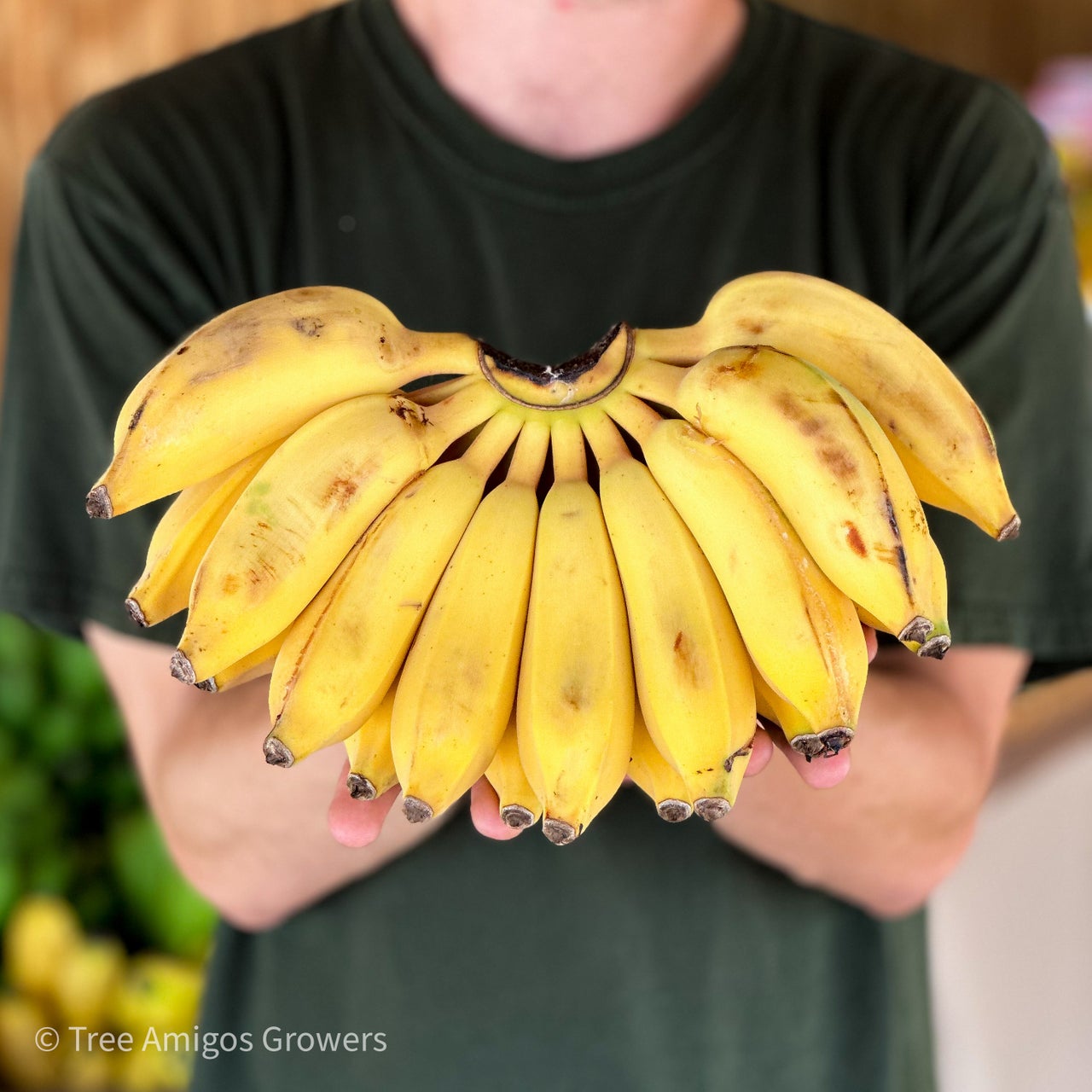 All Available Plants Tree Amigos Growers