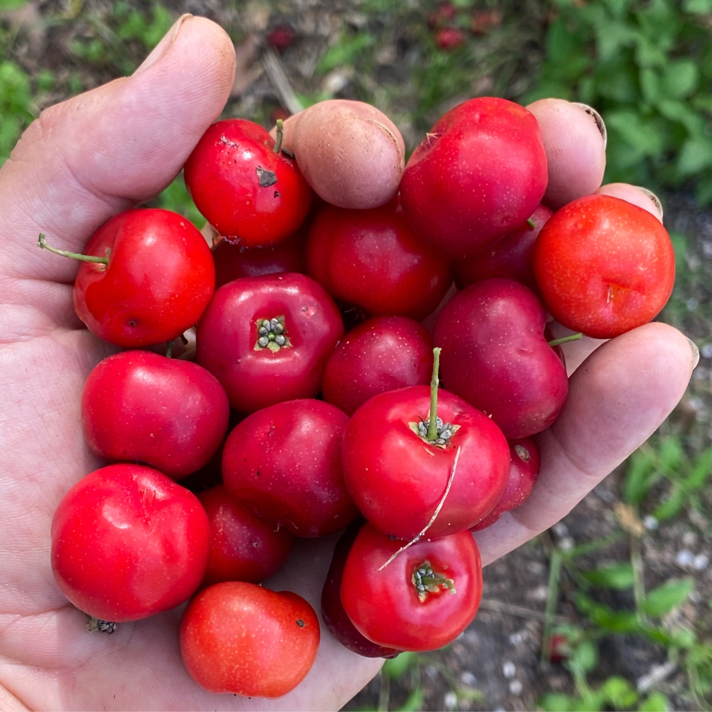 Barbados cherry deals