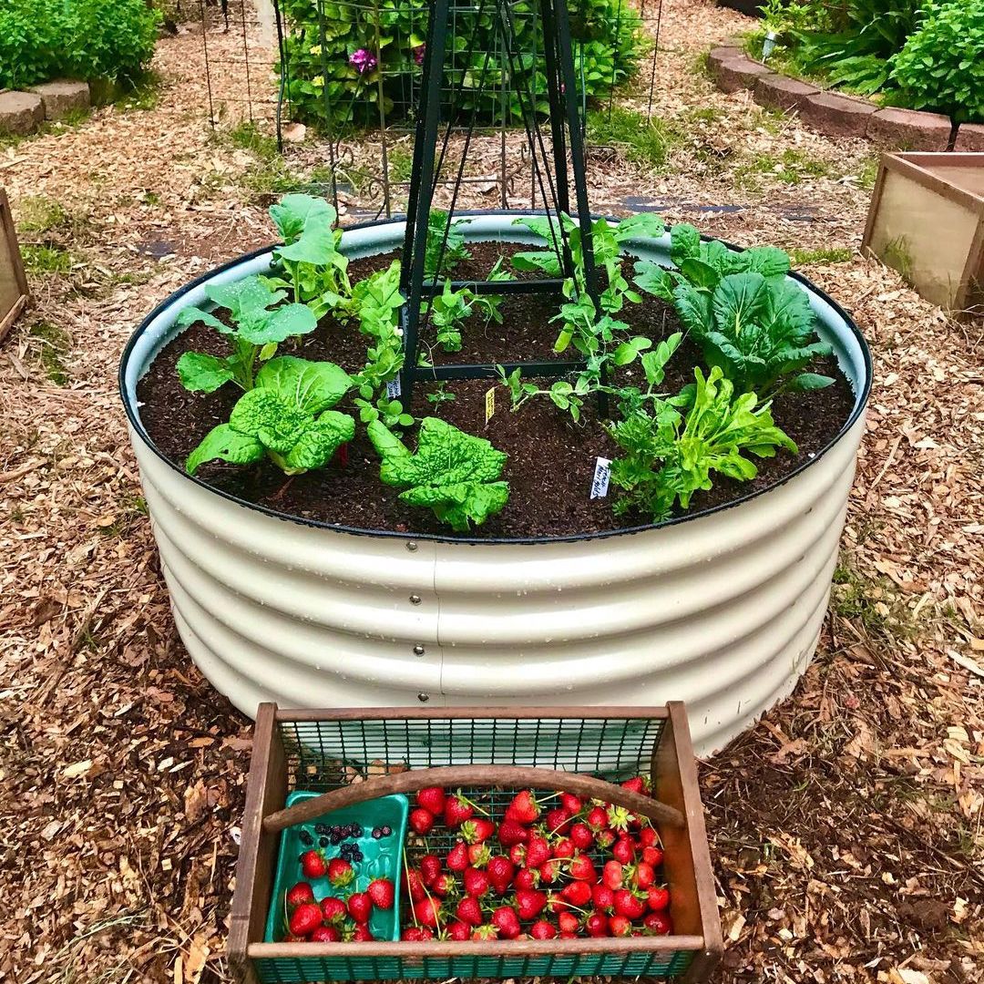 Raised Vegetable Garden Kits