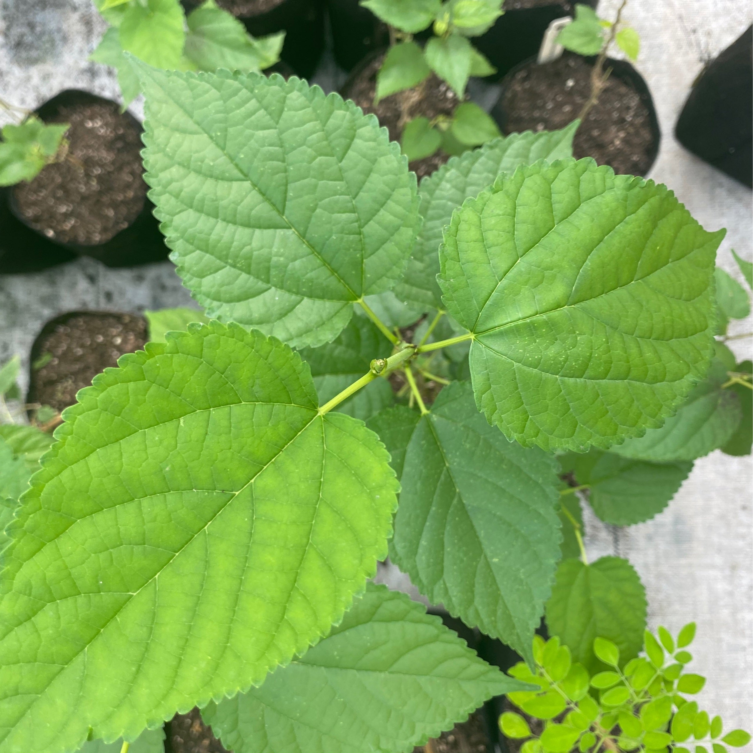 Mulberry - Dwarf Everbearing | Tree Amigos Growers